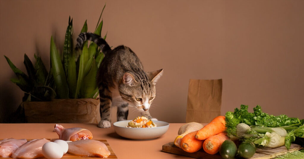 Cat eating a bowl of human food for cats made with chicken, eggs, and vegetables.
