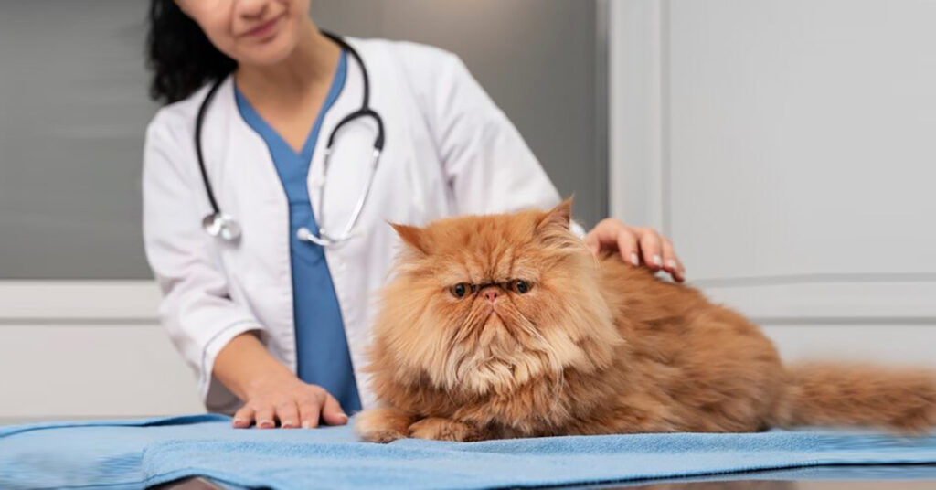 A veterinarian petting a long-haired orange cat, representing seeking professional advice on safe human food for cats.