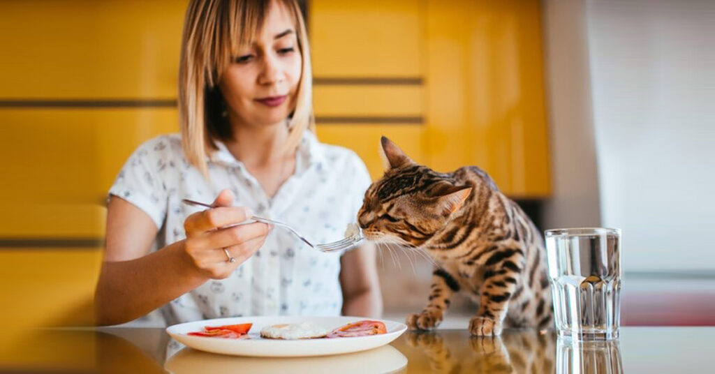 A woman feeding a small bite of human food for cats (likely an egg) to her Bengal cat from a fork over a breakfast plate.